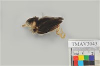 藏品(綠繡眼)的圖片